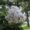 High Cotton Crapemyrtle